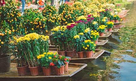 花卉出租市场具体情况