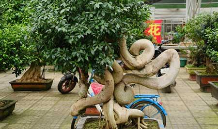 花卉出租市场具体情况