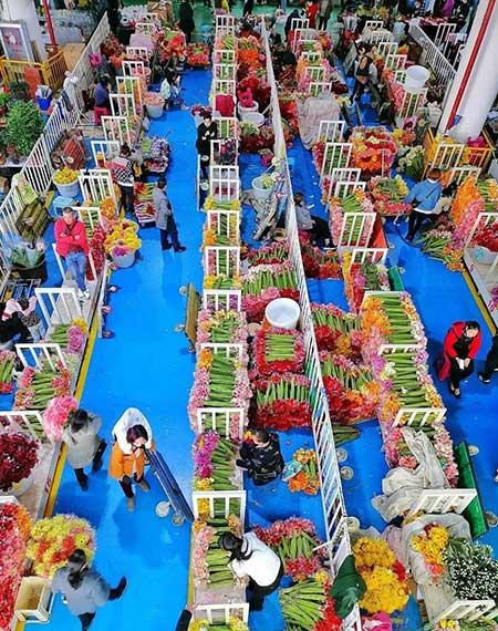 花卉出租市场具体情况