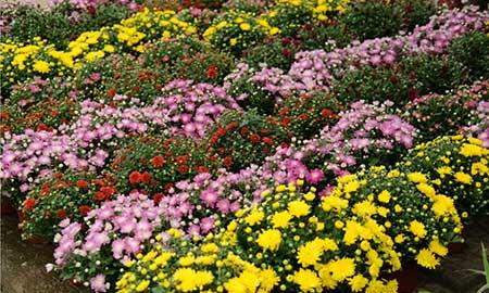 花卉出租市场具体情况