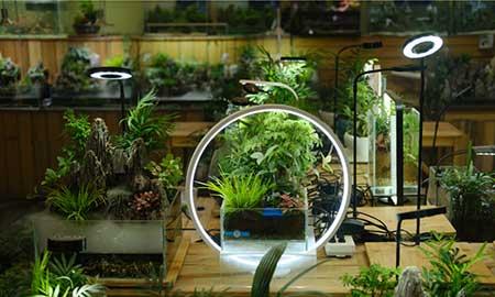 花卉出租市场具体情况