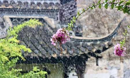 花卉出租市场具体情况