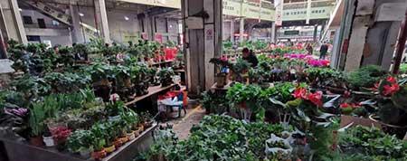 花卉出租市场具体情况