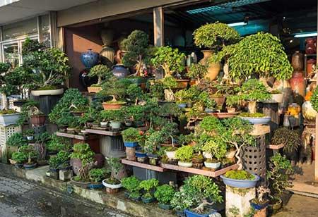 花卉出租市场具体情况