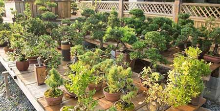 花卉出租市场具体情况