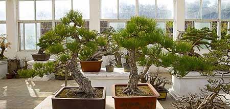 花卉出租市场具体情况