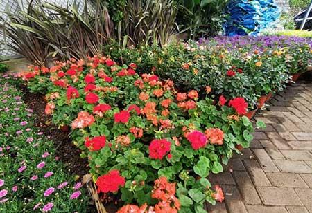 花卉出租市场具体情况
