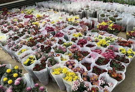 花卉出租市场具体情况