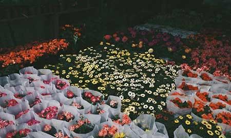 花卉出租市场具体情况