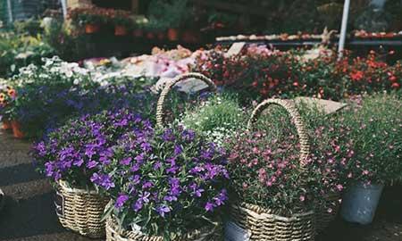 花卉出租市场具体情况