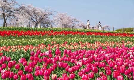 花卉出租市场具体情况