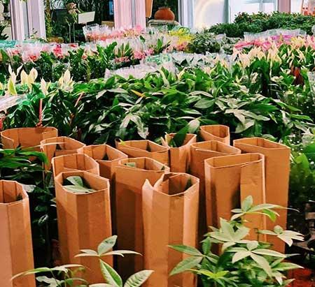 花卉出租市场具体情况