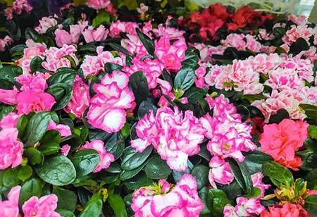 花卉出租市场具体情况