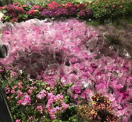 花卉出租市场具体情况