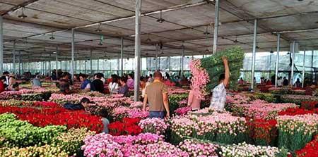 花卉出租市场具体情况