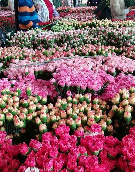 花卉出租市场具体情况