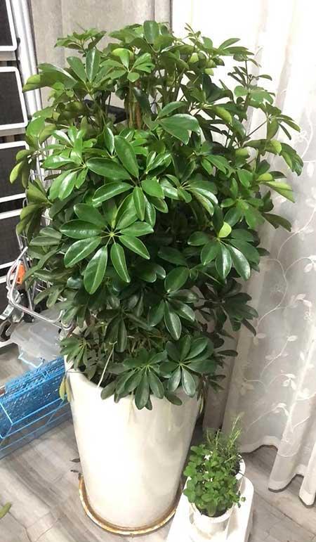 好运来盆栽怎么养