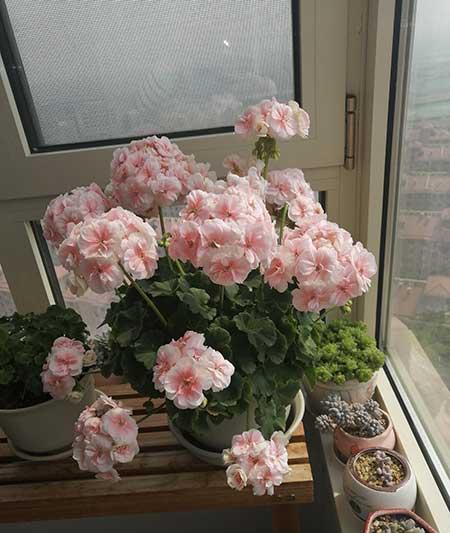 国王植物怎么养