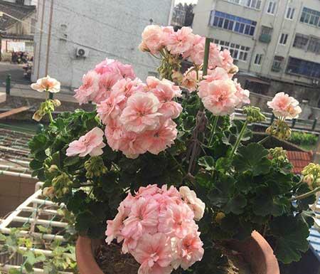 国王植物怎么养