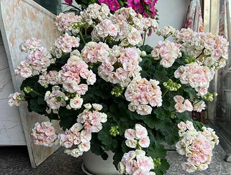 国王植物怎么养