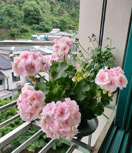 国王植物怎么养