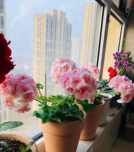国王植物怎么养
