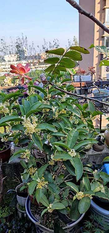 桂花绿植如何养