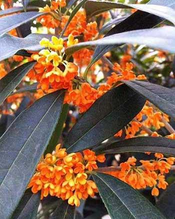 桂花绿植如何养