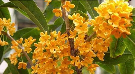 桂花绿植如何养