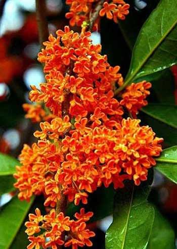 桂花绿植如何养