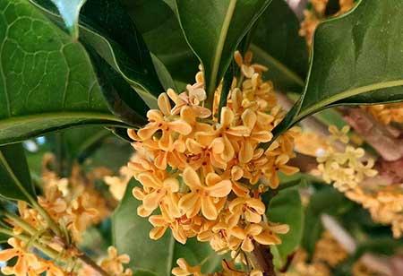 桂花绿植如何养