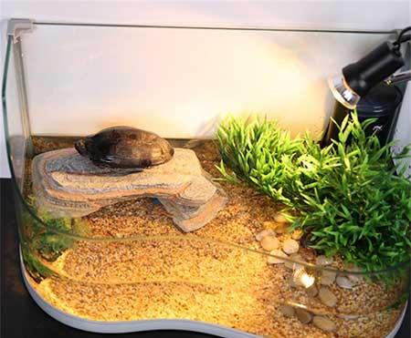 龟缸能养什么植物