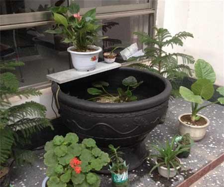 龟缸能养什么植物