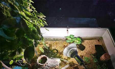 龟缸能养什么植物