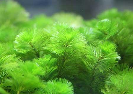 龟缸能养什么植物