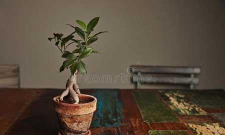 公司养什么花风水好