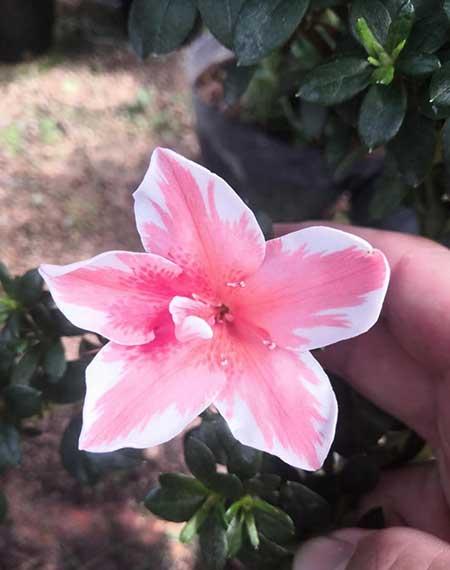 皋月杜鹃盆栽怎么养