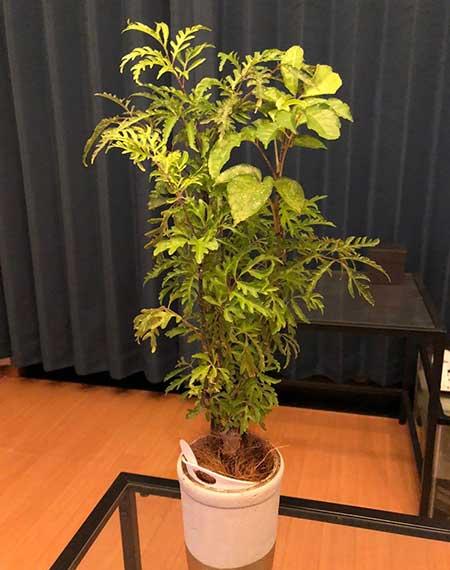 福禄桐盆栽怎么养