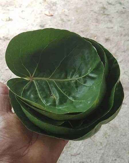 福禄桐盆栽怎么养