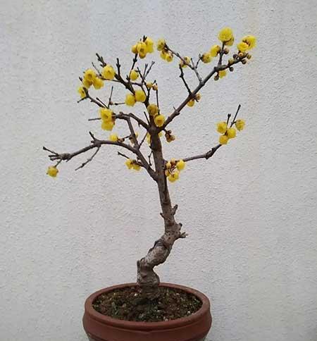 冬天养的植物