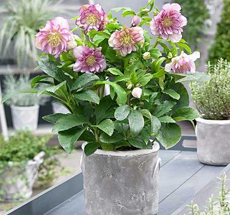 冬天养的植物
