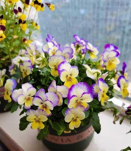 冬天养的植物