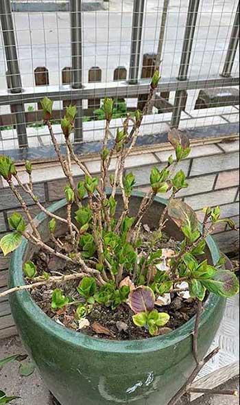 冬天养的植物
