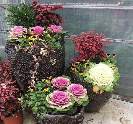 冬天养的植物
