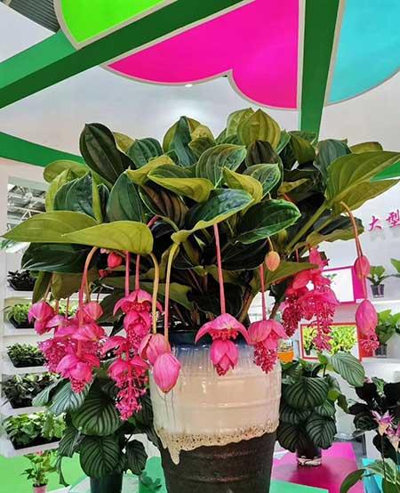 吊着养的花