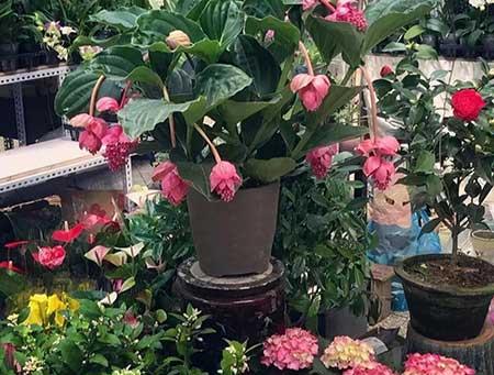 吊着养的花