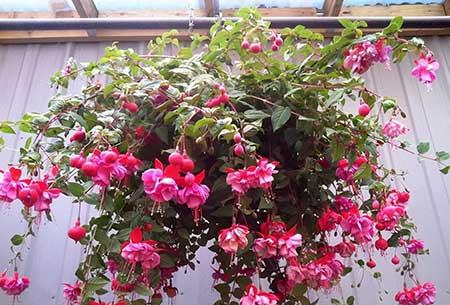 吊着养的花