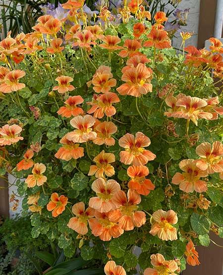 吊着养的花