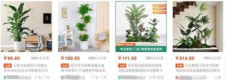 店里适合养什么绿植
