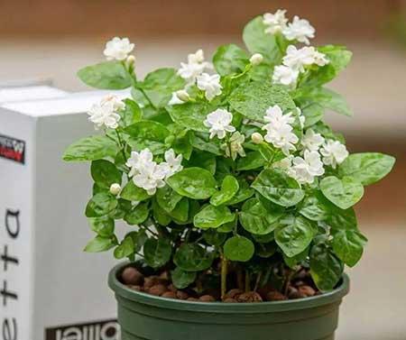 带香味适合室内养的花